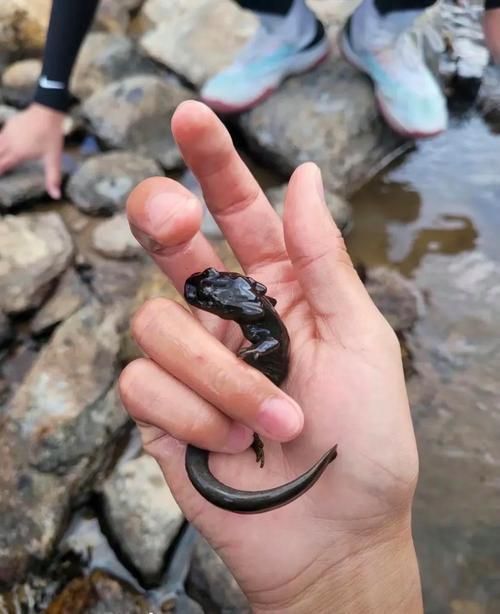 黑鱗龍魚最害怕三個地方（黑鱗龍魚受到驚嚇怎么辦）