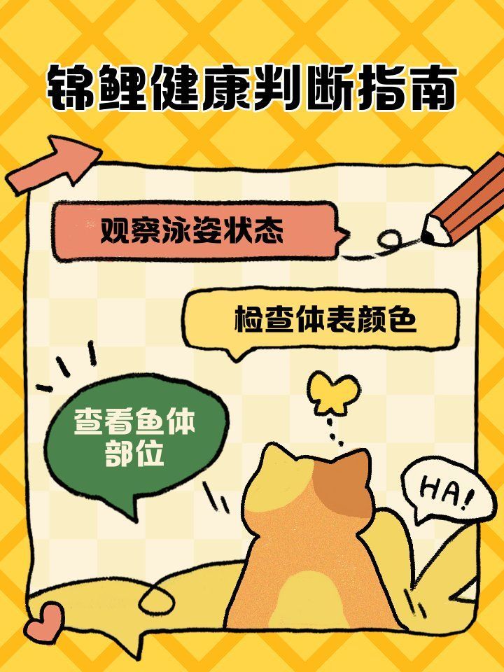 如何判斷龍魚和錦鯉是否健康（如何判斷龍魚和錦鯉的健康狀況）