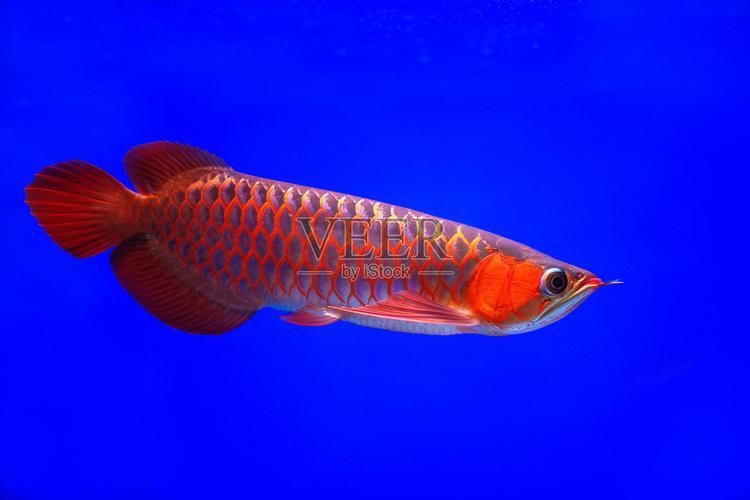鷹手營(yíng)子礦龍魚和龍尾魚有何區(qū)別？（手營(yíng)子礦龍魚和“龍尾魚”在鷹手營(yíng)子礦語(yǔ)境下需分三步）