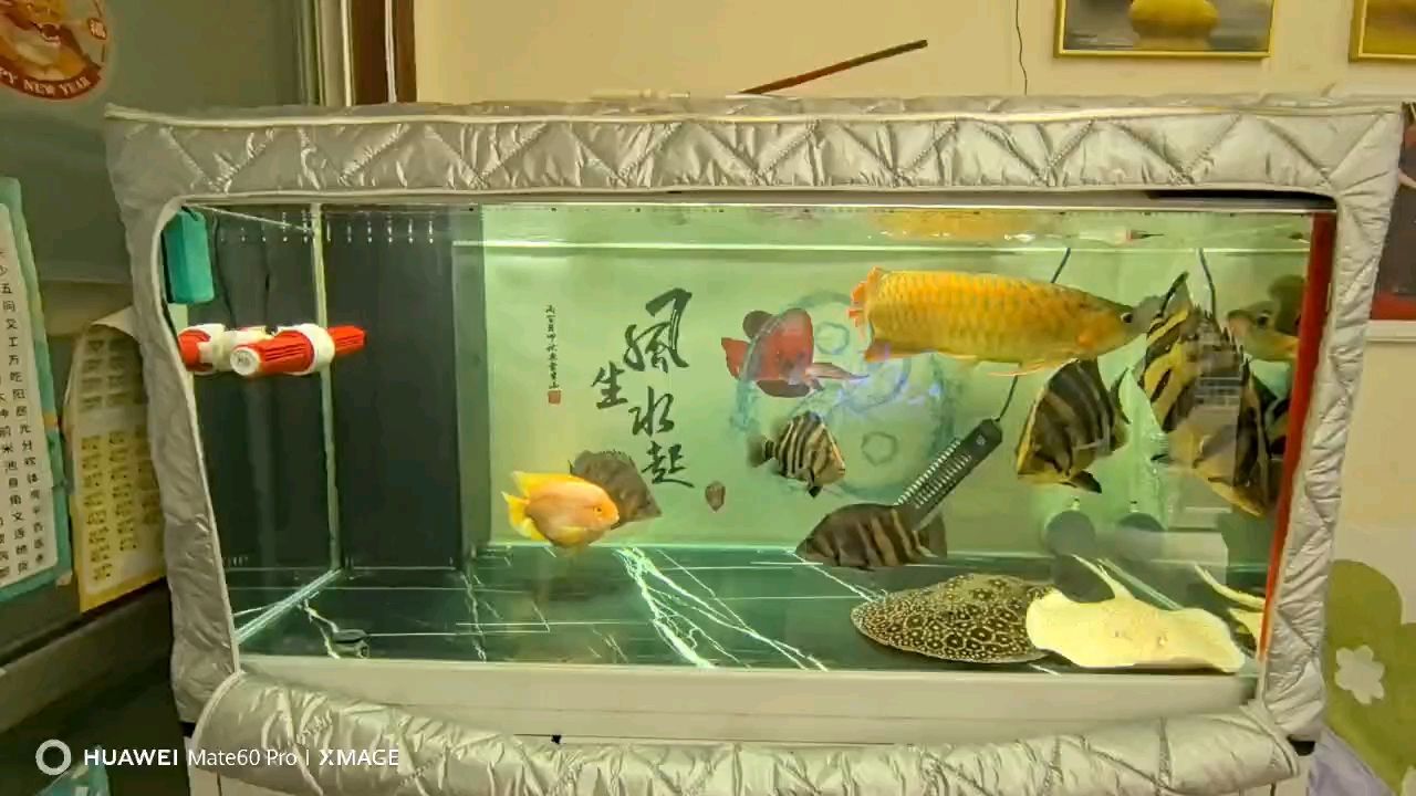 2年9個多月了，一切正常，不兜不掉，活著就好，至于發色，順其自然吧。哈哈……祝各位魚友，新年快樂，大吉大利，年年有魚！（哈哈…祝各位魚友新年快樂…）