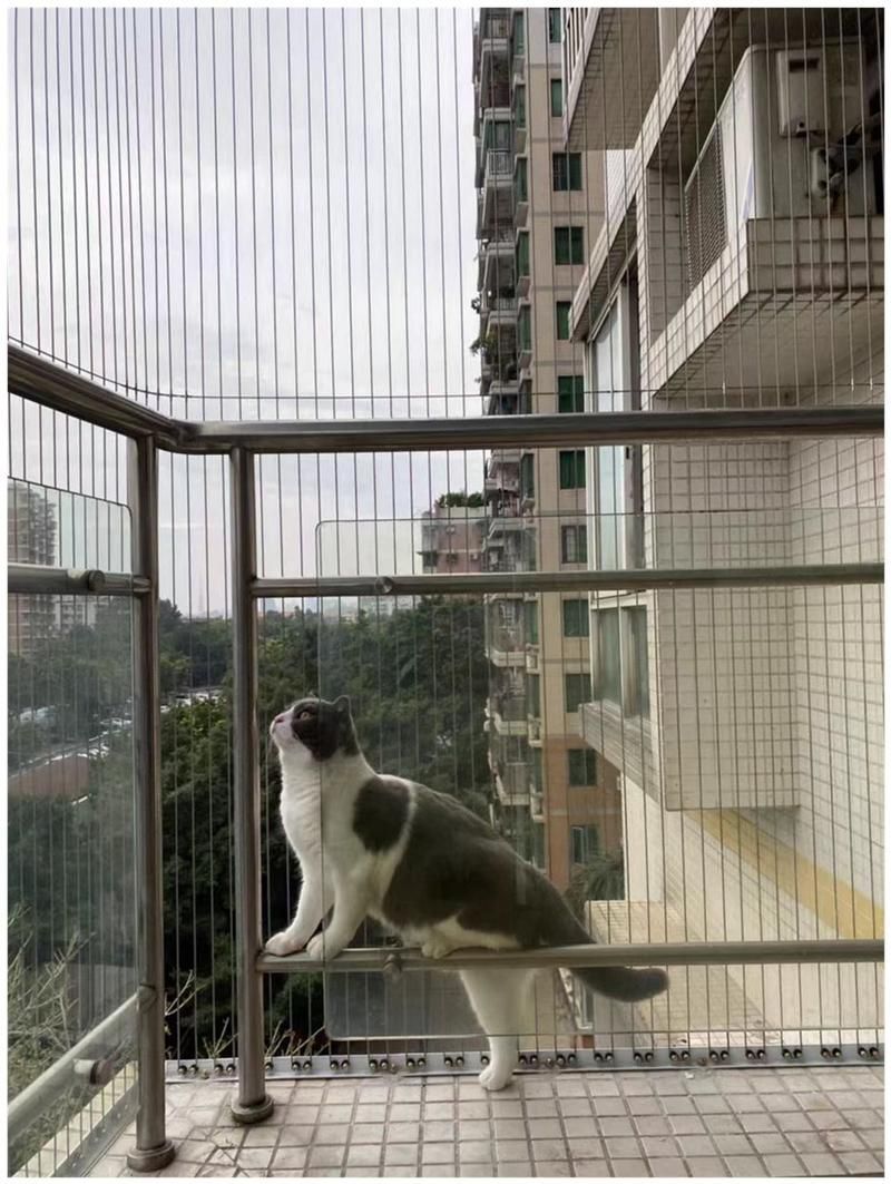 如何確保龍貓和貓的安全（如何確保龍貓和貓的安全，龍貓和貓的安全風險及防護措施）