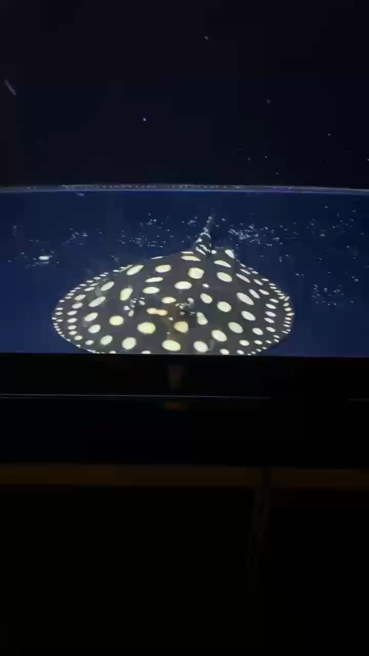 新年快樂（新年快樂，我們迎來了充滿希望和挑戰(zhàn)的一年）