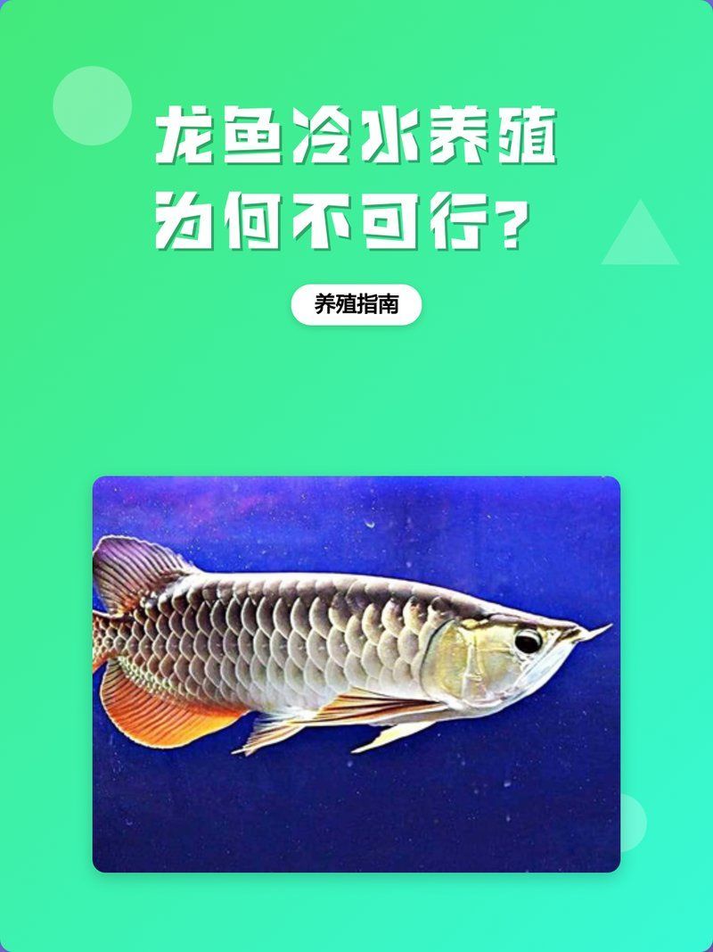 龍魚水溫波動過大有哪些危害（龍魚水溫波動過大會對它們造成以下幾種危害）