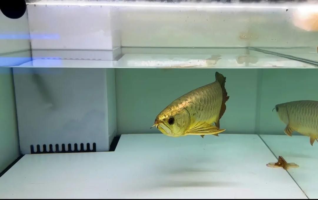 金頭金龍和古典金龍哪個更稀有（古典金龍魚的“金頭”標準是什么金龍魚的“金頭”標準是什么）