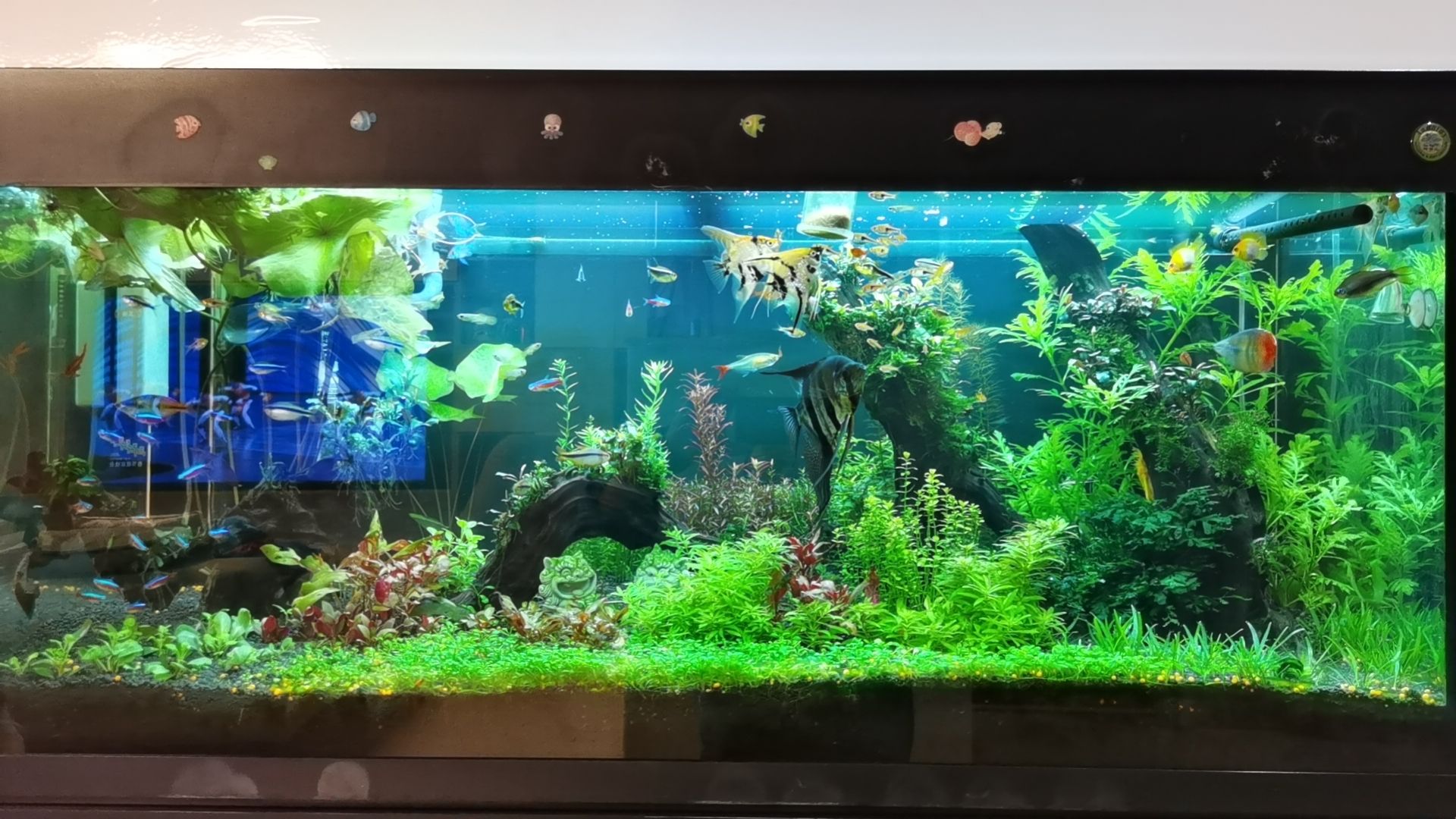 新春快樂！曬曬魚缸（新春快樂——曬出我們的魚缸）