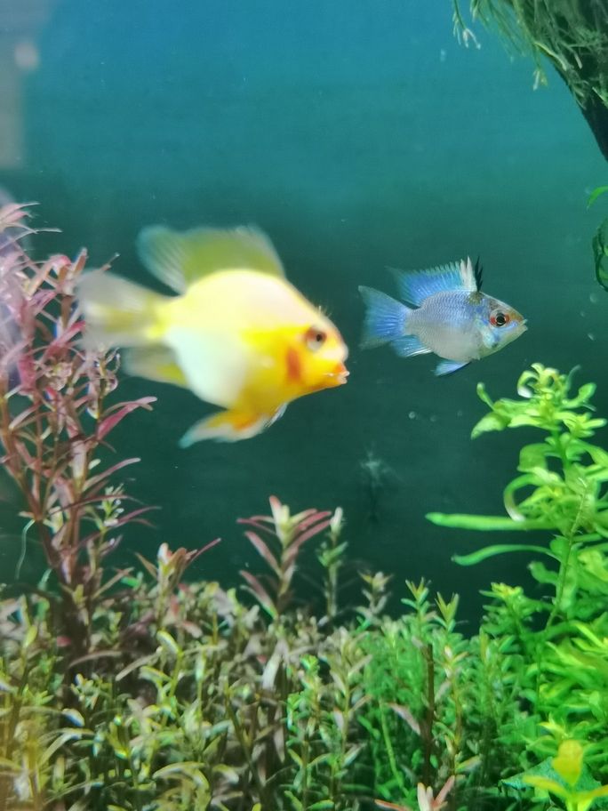 新春快樂！曬曬魚缸（新春快樂——曬出我們的魚缸）