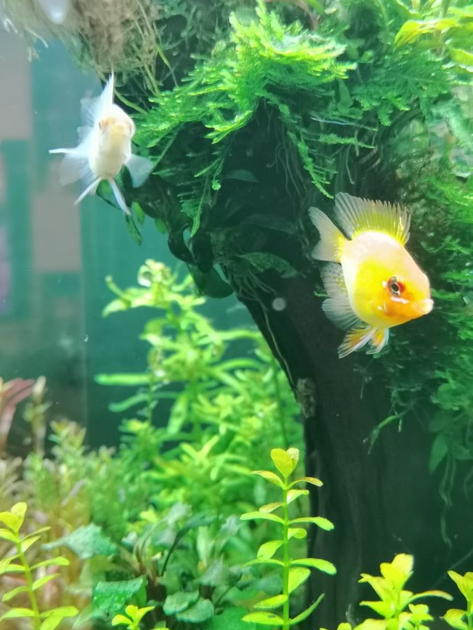 新春快樂！曬曬魚缸（新春快樂——曬出我們的魚缸）