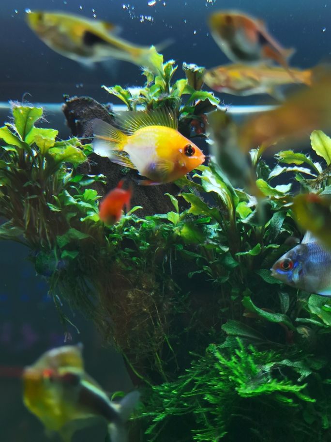 新春快樂！曬曬魚缸（新春快樂——曬出我們的魚缸）