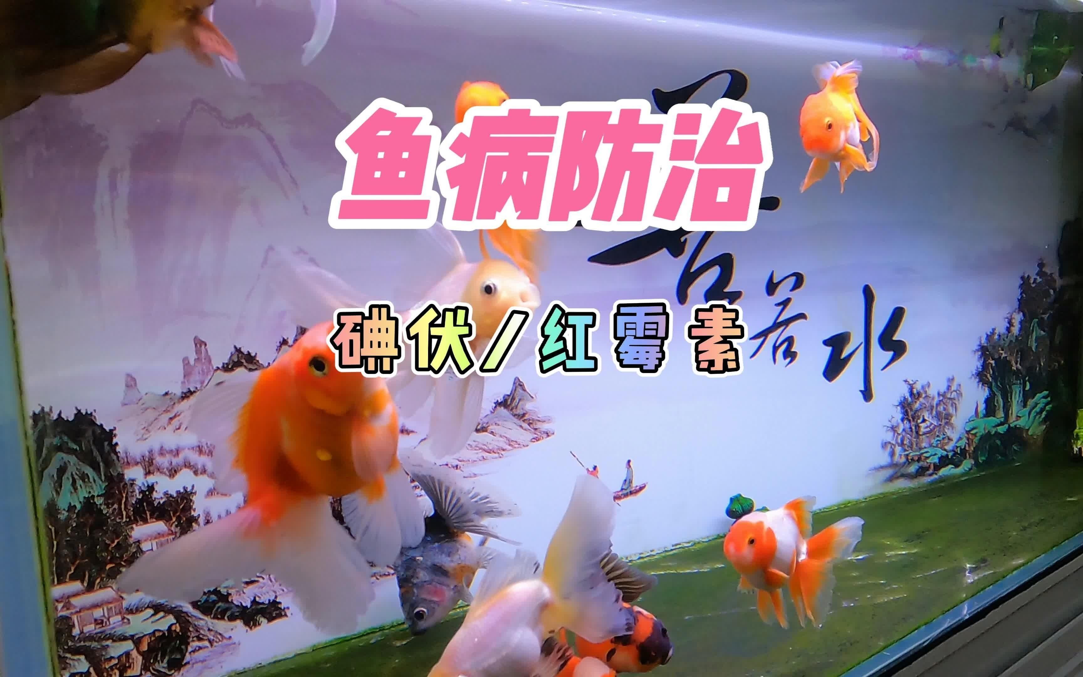 哪種藥物對魚破皮最有效（養魚筆記第2季77集:觀賞魚常用藥）
