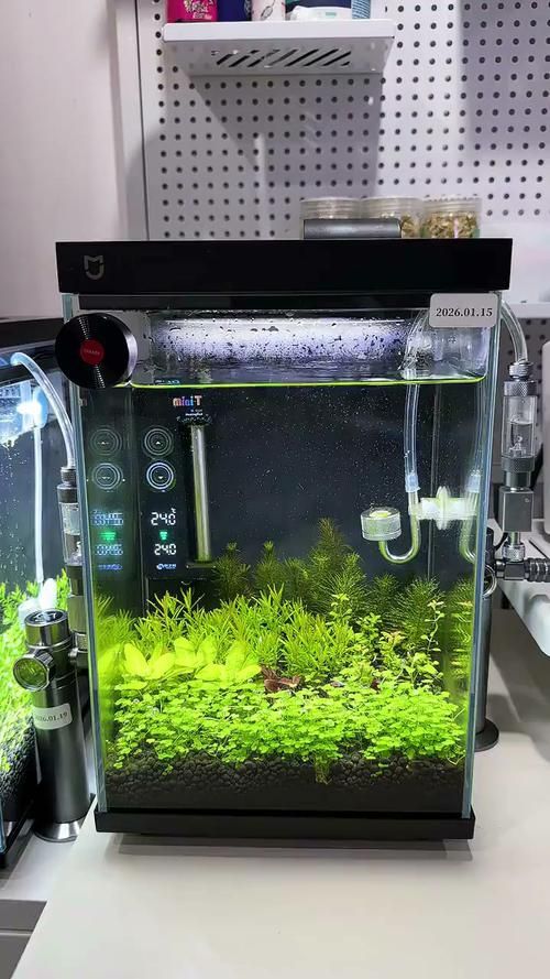 推薦幾款性價比高的魚缸（幾款性價比高的魚缸推薦，性價比高性價比高的魚缸推薦）