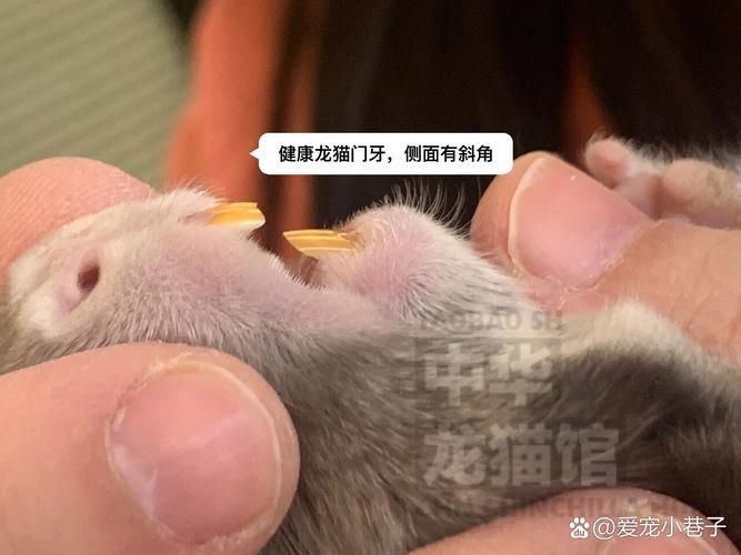 如何預防龍貓牙齒問題（思考完成龍貓牙齒問題如何預防龍貓牙齒問題并包含1000字詳解）