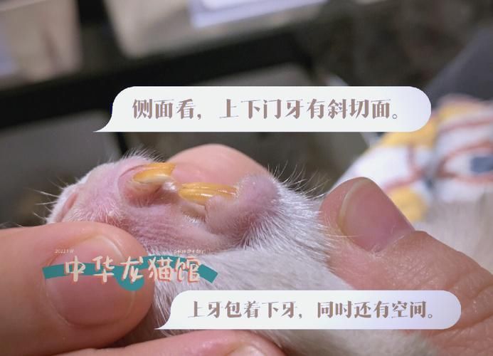 如何預防龍貓牙齒問題（思考完成龍貓牙齒問題如何預防龍貓牙齒問題并包含1000字詳解）