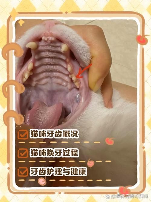 如何預防龍貓牙齒問題（思考完成龍貓牙齒問題如何預防龍貓牙齒問題并包含1000字詳解）