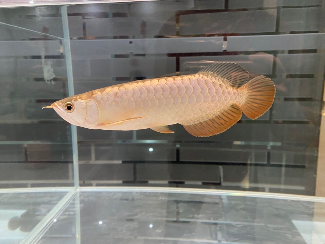 管它什么品種，養大再看（養殖業中，品種的選擇和培育是至關重要的）