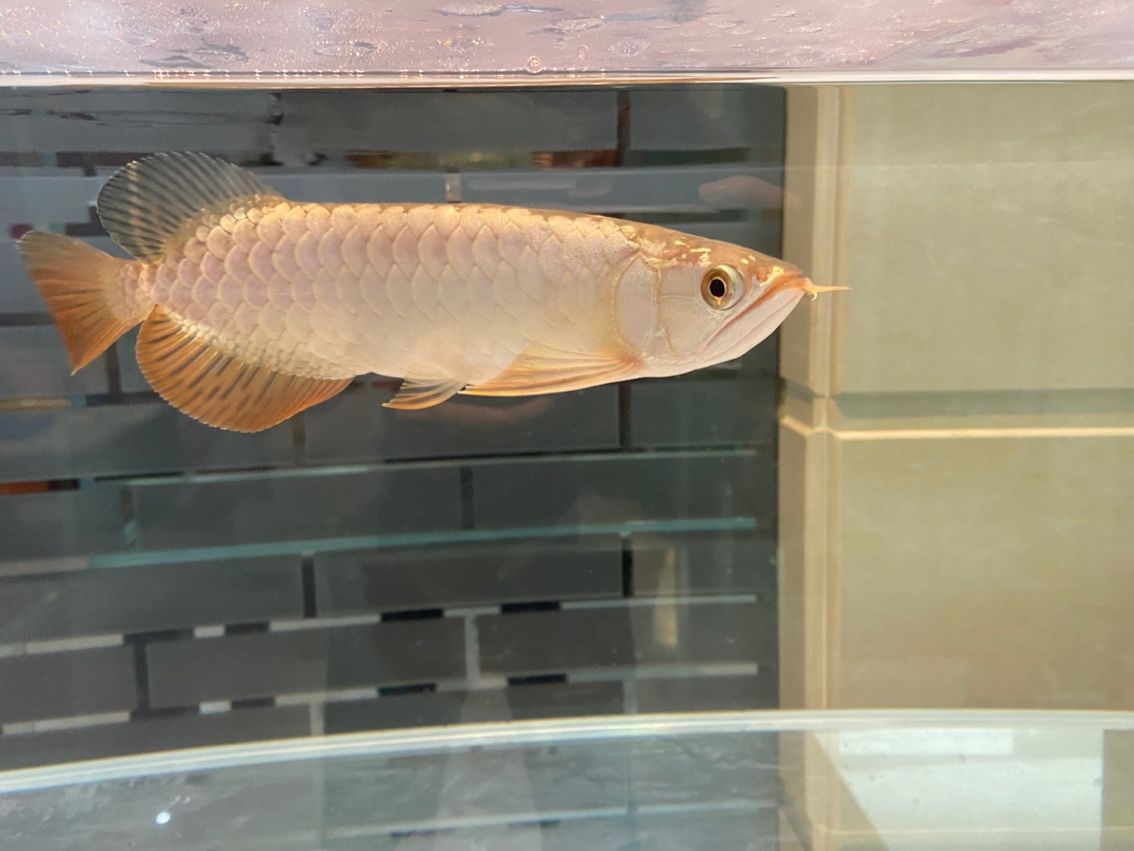 管它什么品種，養大再看（養殖業中，品種的選擇和培育是至關重要的）