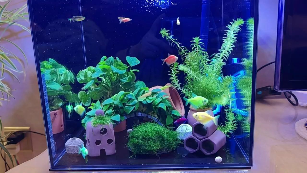 除夕夜年年有魚（年年有魚，）