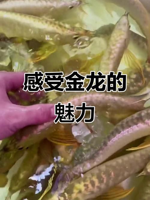 如何區分金頭金龍和古典金龍（“金頭金龍”與“古典金龍”的區別）