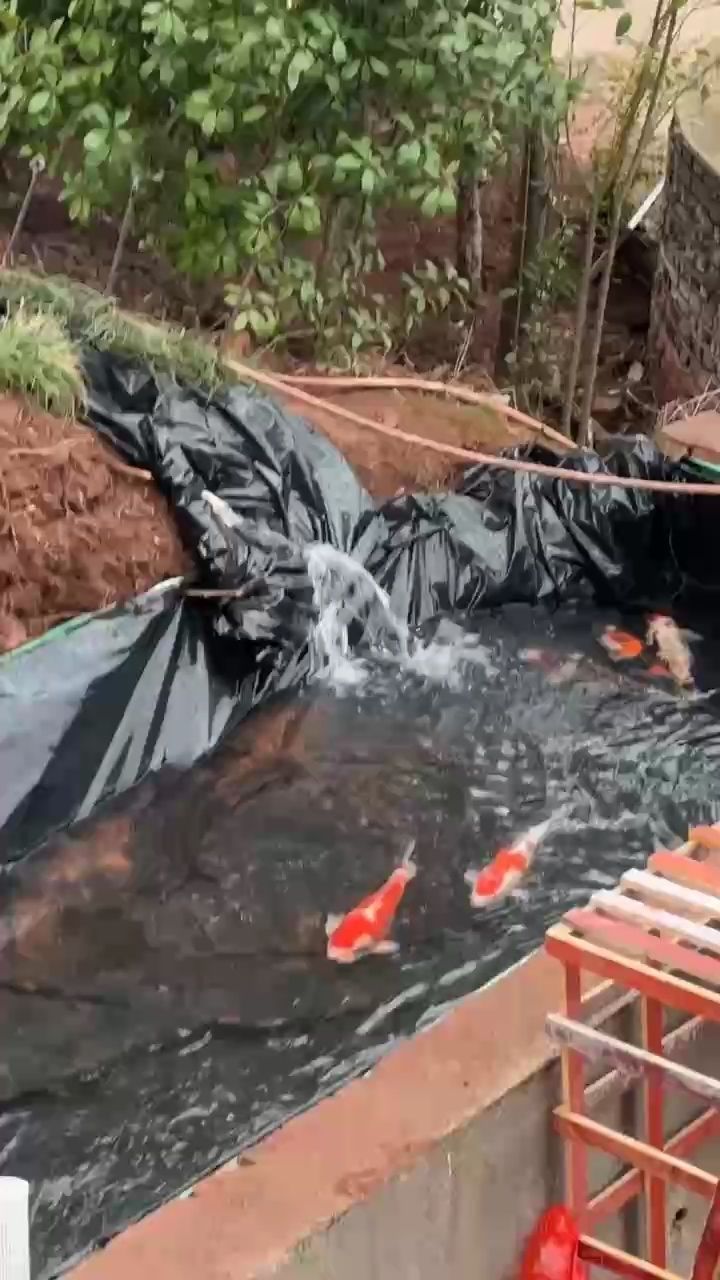 三天時間做的魚池，開心（三天做的魚池，開心）