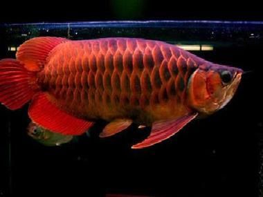 購(gòu)買(mǎi)辣椒紅龍魚(yú)需要注意什么？（辣椒紅龍魚(yú)的年齡時(shí)，有幾個(gè)關(guān)鍵點(diǎn)需要注意，要注意）