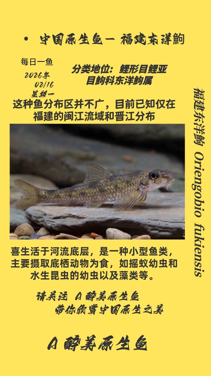 福建東洋鮈（東洋[需手動填充]是什么魚？）