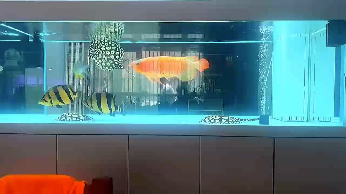 新年快樂！（北京老寧評論：為月度活動而努力）