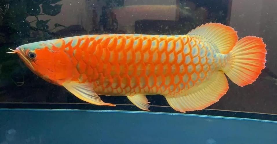 如何辨別波多西堡紅龍的真偽（印尼波多西堡紅龍魚（potosi）地區紅龍魚（arowana））
