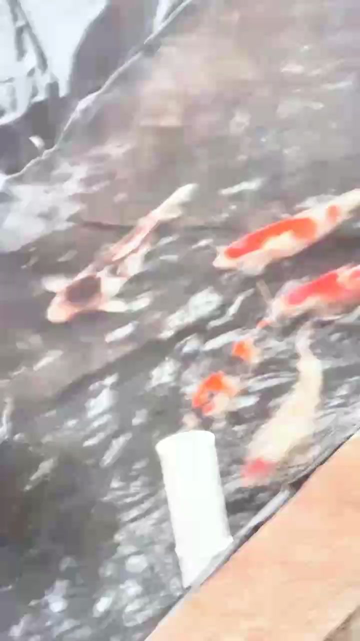 過年三天時間做的錦鯉魚池

當天就把魚放進去了[ciya][ciya][ciya]

可能因為湖南是零度，所以沒有細菌感染

<strong><mark>平安</mark></strong>入池（我的錦鯉魚池）