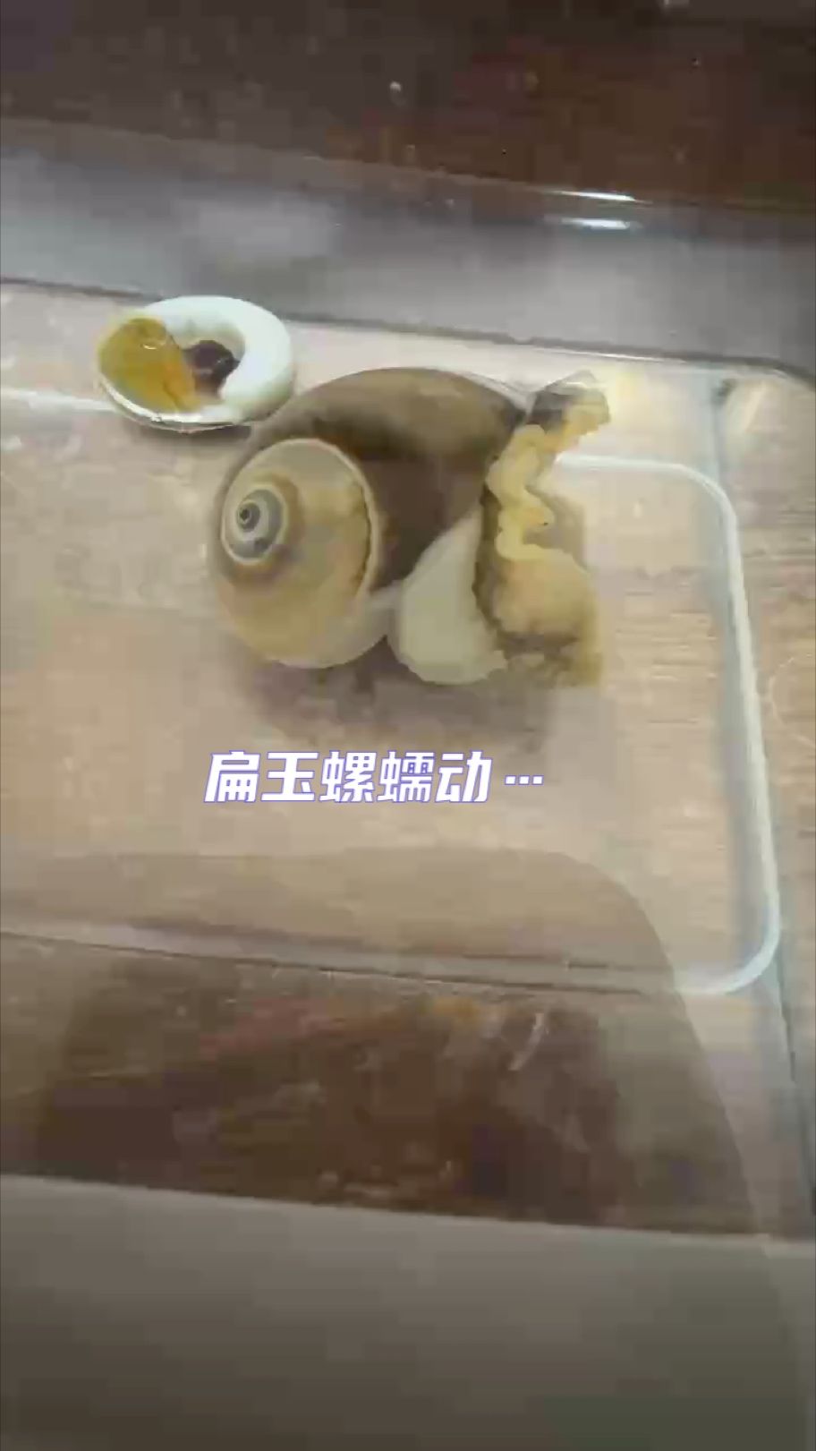扁玉螺蠕動延遲攝影（為保護海洋生物多樣性,扁玉螺蠕動延遲攝影）
