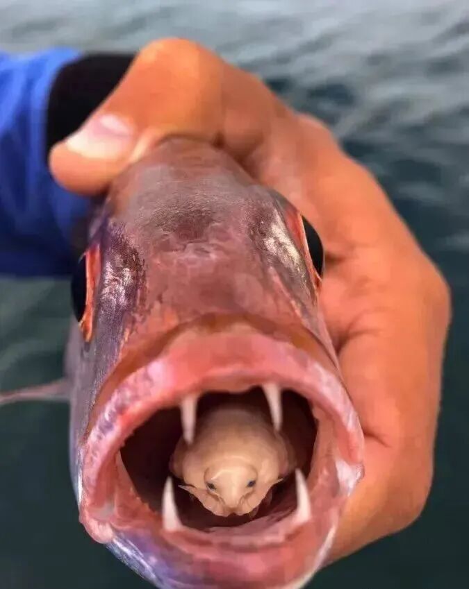 如何預防魚虱的傳播（arxiv論文助手arxiv論文助手可輔助獲取科研圖示與機制）