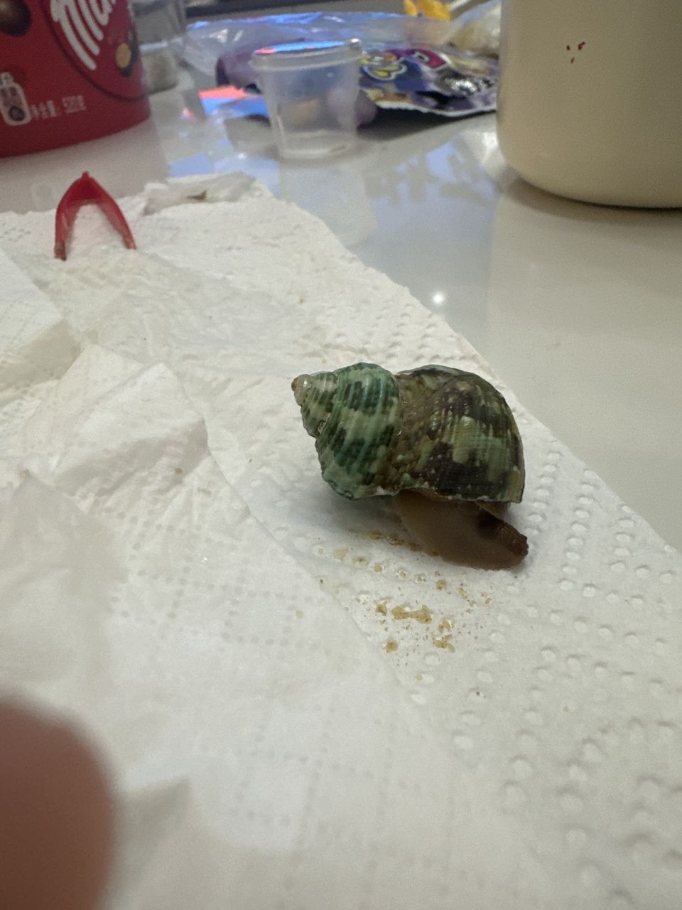 可愛蝸牛??（保護蝸牛及其生態環境）