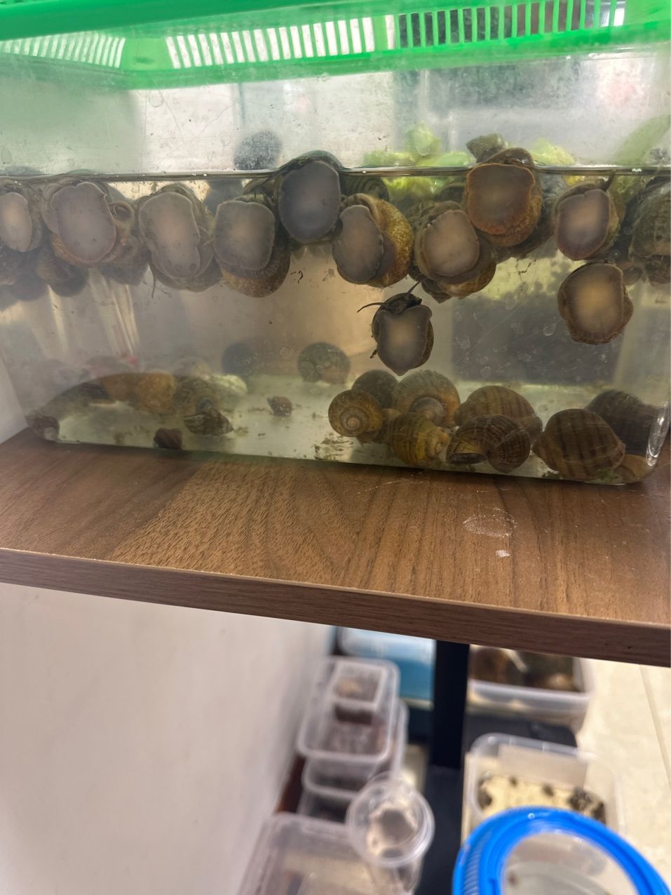 我養的福壽螺（養殖福壽螺的經驗分享）