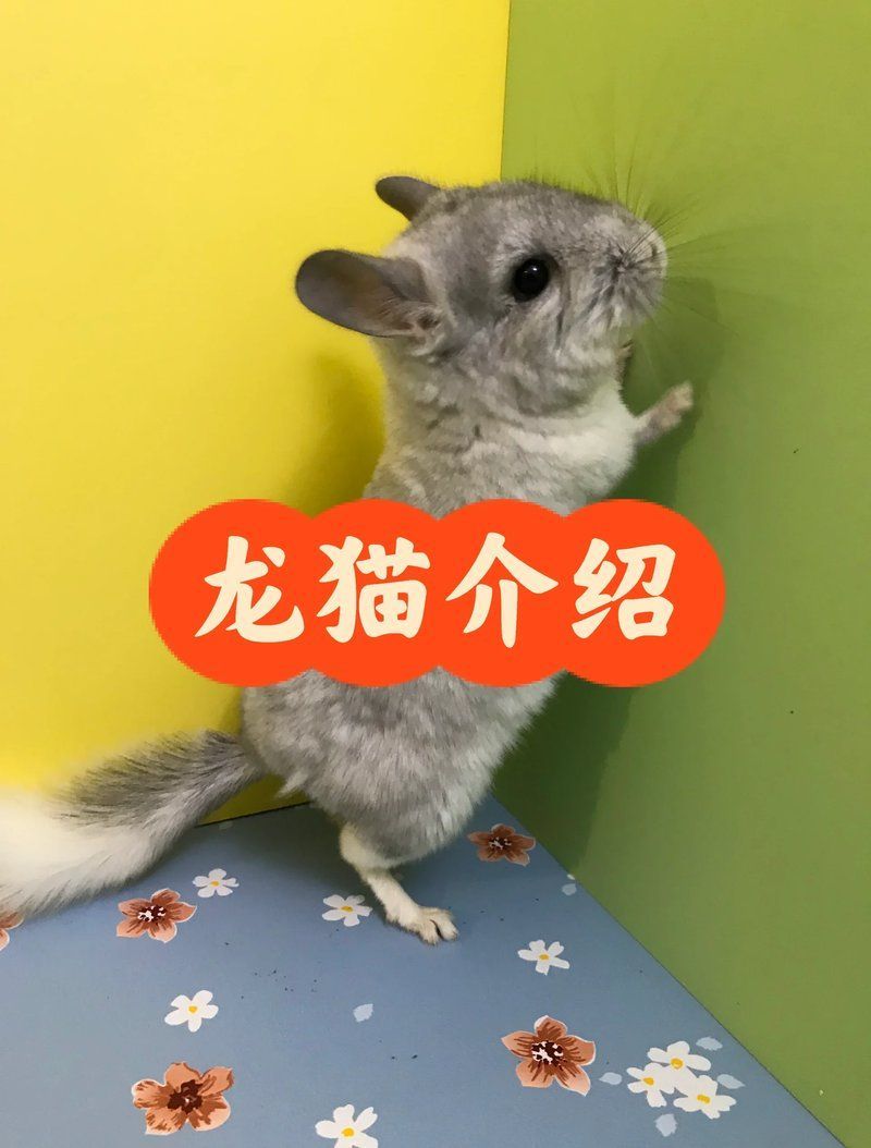 龍貓和貓哪個更適合家庭飼養（龍貓和貓哪個更可愛？）