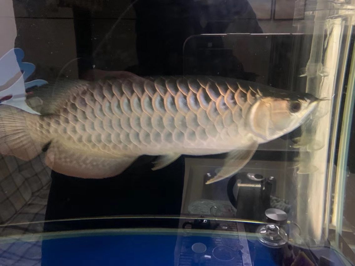 簽到（柳智敏評論：簽到系統在企業中的應用與挑戰，隨著信息技術的不斷發展）