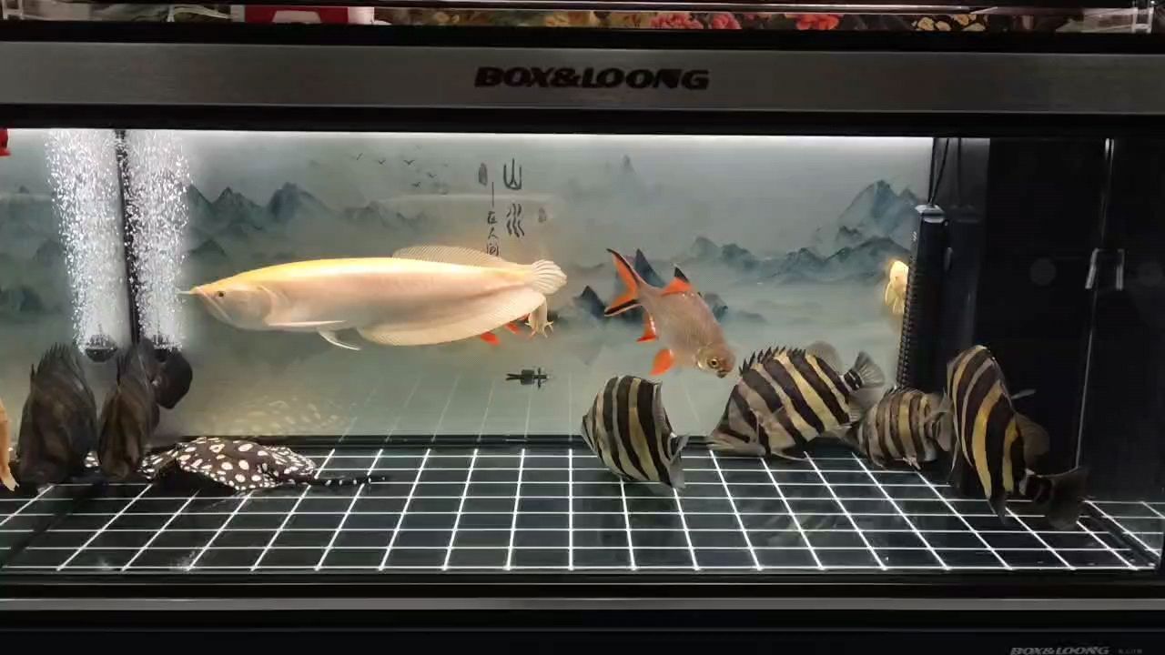 又一年了（小伙不帥_人見人愛評論：這魚養(yǎng)了多久了，體長多少）