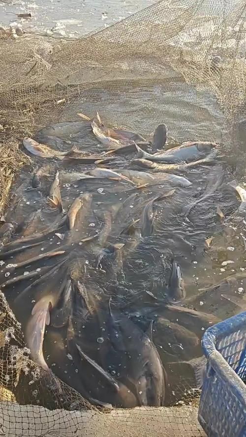 黑鱗病最怕三個魚（“最怕三個魚”和“黑鱗病”的養殖場景中的魚類疾病）