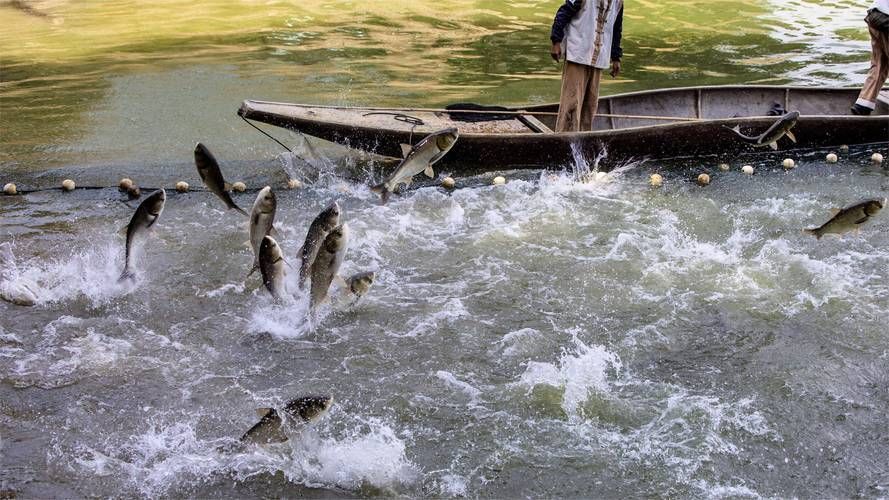 黑鱗病最怕三個魚（“最怕三個魚”和“黑鱗病”的養殖場景中的魚類疾病）