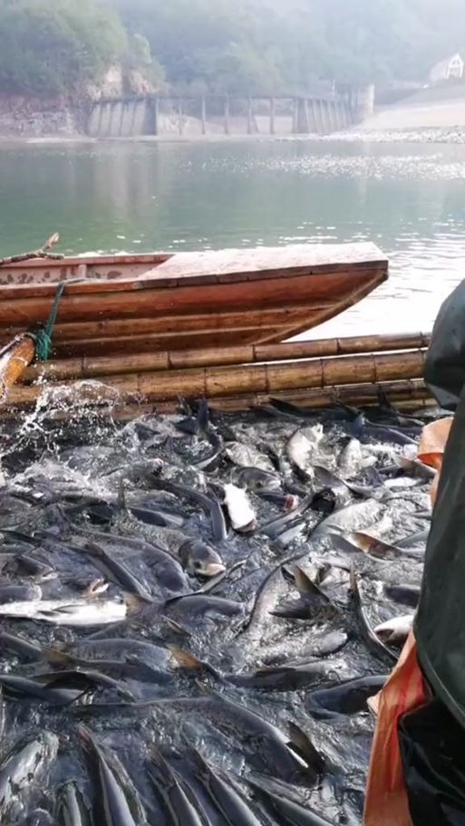 黑鱗病最怕三個魚（“最怕三個魚”和“黑鱗病”的養殖場景中的魚類疾病）