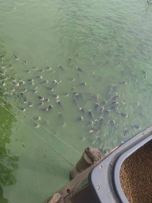 黑鱗病最怕三個魚（“最怕三個魚”和“黑鱗病”的養殖場景中的魚類疾病）