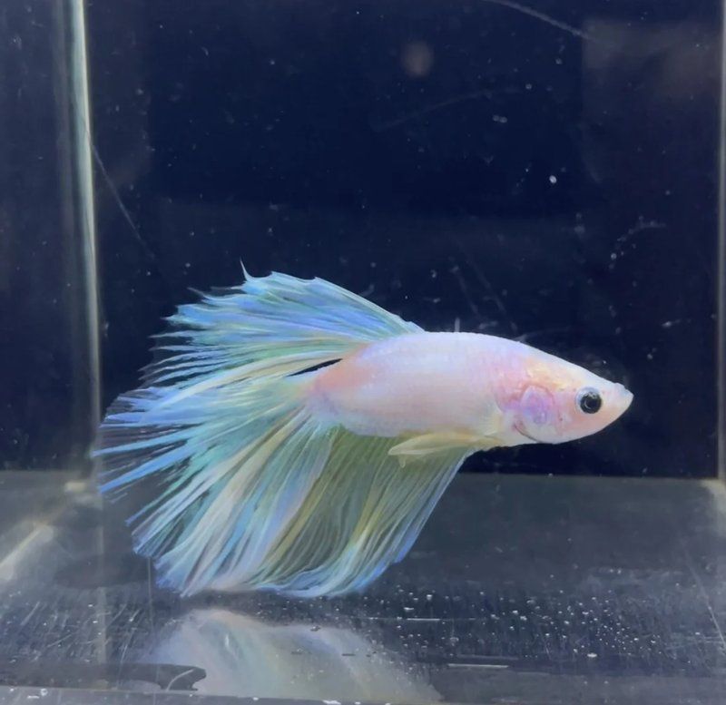 有哪些知名的觀賞魚買賣平臺（觀賞魚苗、仿真魚苗、仿真魚市場供應(yīng)商聚集地觀賞魚）