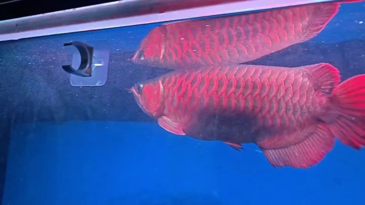 紅光一打，像那么回事了[haha]（“紅光一打，像那么回事了”這一現象的多維度解讀）