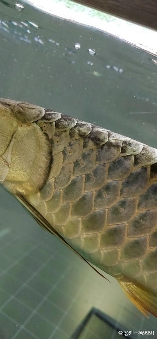 提供幾張龍魚鱗片發黑的圖片（如何預防龍魚鱗片發黑會自愈嗎）