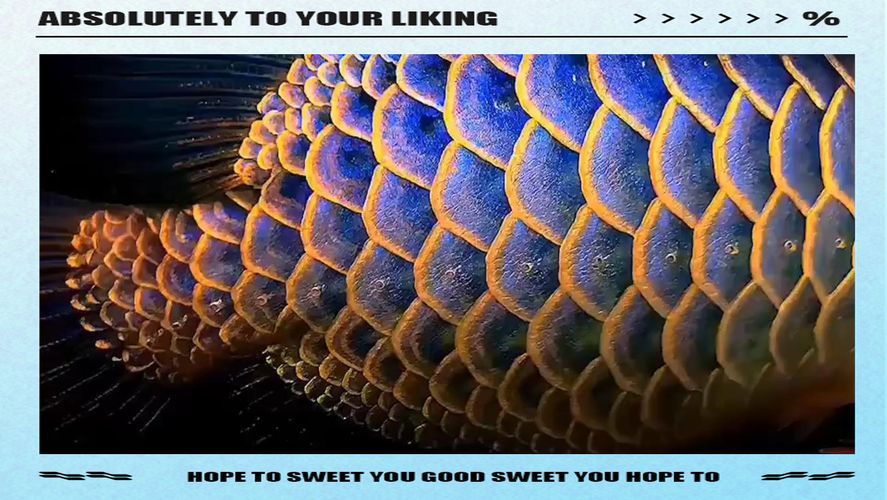 提供幾張龍魚鱗片發黑的圖片（如何預防龍魚鱗片發黑會自愈嗎）