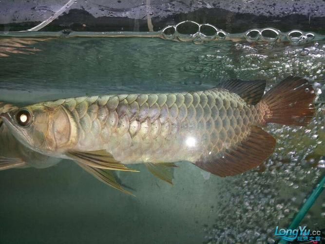 提供幾張龍魚鱗片發黑的圖片（如何預防龍魚鱗片發黑會自愈嗎）