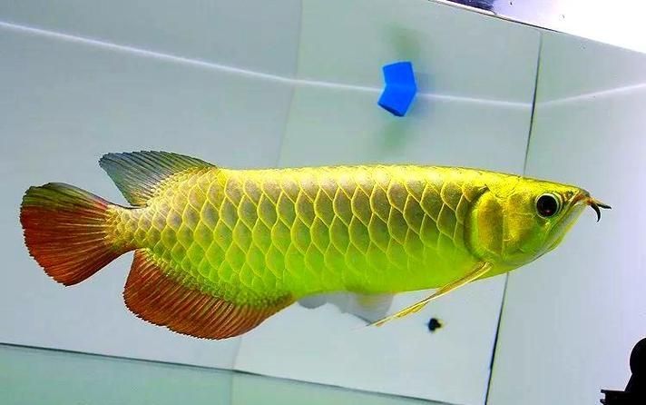 提供幾張龍魚鱗片發黑的圖片（如何預防龍魚鱗片發黑會自愈嗎）