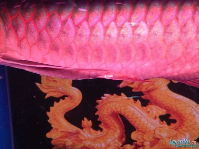 提供幾張龍魚鱗片發黑的圖片（如何預防龍魚鱗片發黑會自愈嗎）