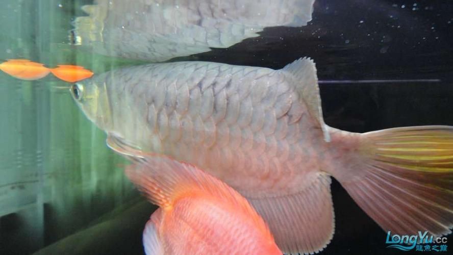 提供幾張龍魚鱗片發黑的圖片（如何預防龍魚鱗片發黑會自愈嗎）