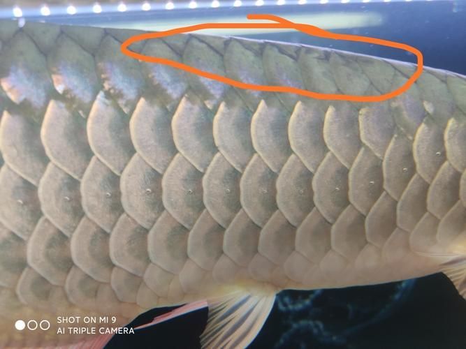 提供幾張龍魚鱗片發黑的圖片（如何預防龍魚鱗片發黑會自愈嗎）