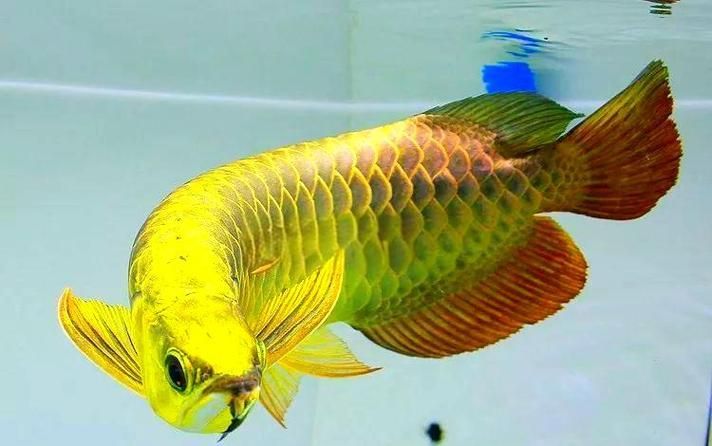 提供幾張龍魚鱗片發黑的圖片（如何預防龍魚鱗片發黑會自愈嗎）