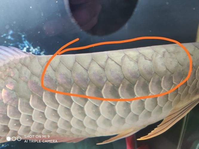提供幾張龍魚鱗片發黑的圖片（如何預防龍魚鱗片發黑會自愈嗎）