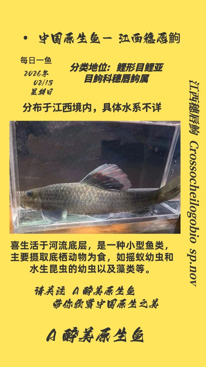 江西穗唇鮈（江西穗唇[需手動填充]）